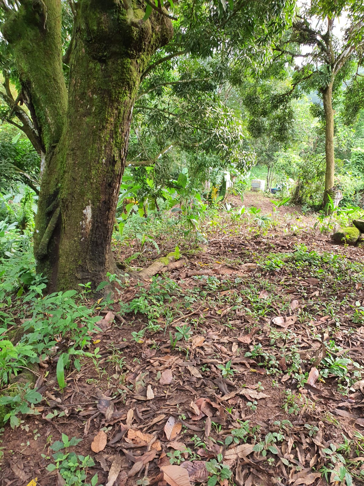 Terreno Altos de Campestre